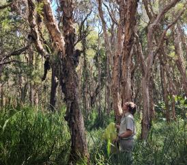 Researcher is standing in paper bark forest looking up at a koala in a Melaleuca tree.